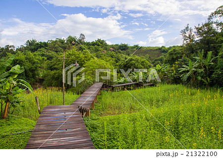 Wood path along rice field Wood path along rice field 21322100