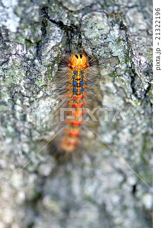 毛虫 毛虫 21322196