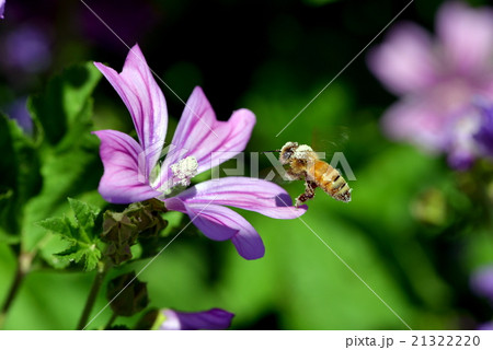 ミツバチ 21322220