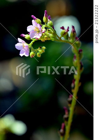 モウセンゴケ モウセンゴケ 21322222