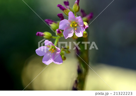 モウセンゴケ 21322223