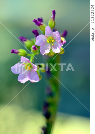 モウセンゴケ 21322224