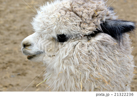 アルパカ 21322236