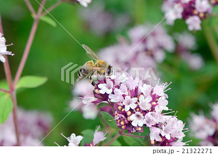 ニホンミツバチ ニホンミツバチ 21322271