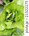 リーフレタス 21322275