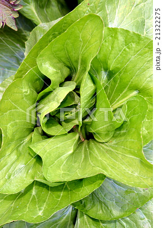 リーフレタス 21322275