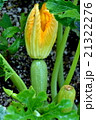 ズッキーニ 21322276