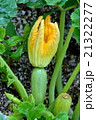 ズッキーニ 21322277