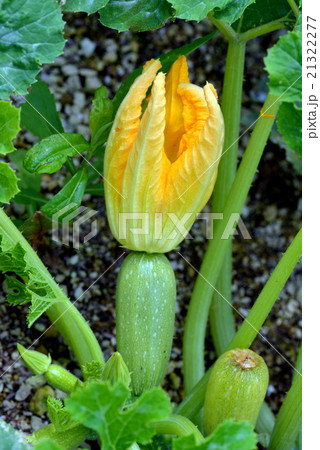 ズッキーニ ズッキーニ 21322277