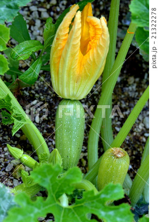 ズッキーニ ズッキーニ 21322278