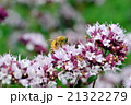 ニホンミツバチ 21322279