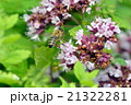 ニホンミツバチ 21322281
