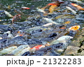 錦鯉 21322283