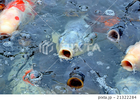 錦鯉 錦鯉 21322284