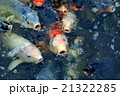 コイのえさやり 21322285
