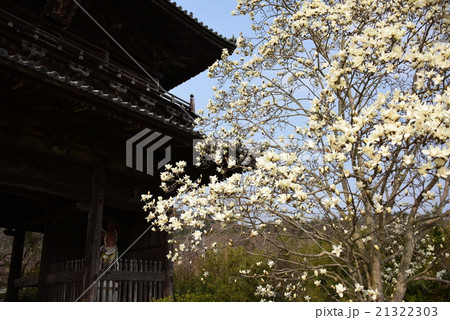 四国霊場8番札所熊谷寺の山門とモクレン 21322303
