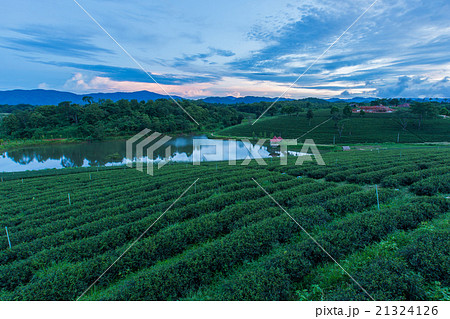 Twilight over green tea plantation 21324126