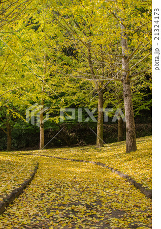 岩屋公園の紅葉 岩屋公園の紅葉 21324173