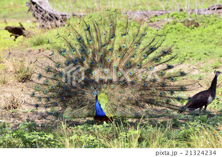 クジャク 21324234