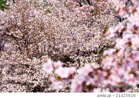 満開のサクラの花 21325010