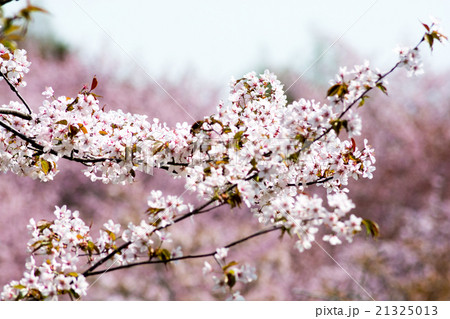 満開のサクラの花 21325013
