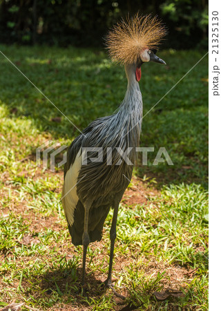Grey crowned crane in dappled sunlit clearing 21325130