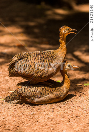 Red-winged tinamou perched on back of another 21325146