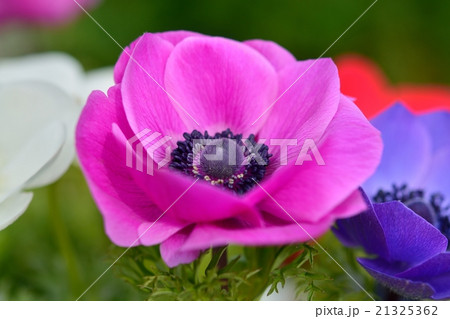 アネモネ 21325362