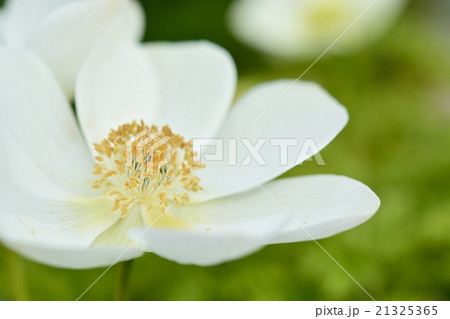 アネモネ 21325365