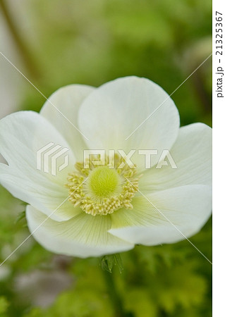 アネモネ アネモネ 21325367