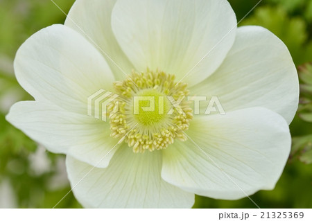 アネモネ 21325369