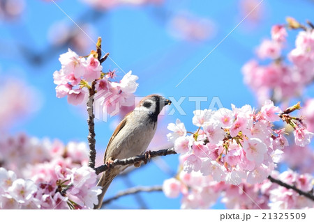 桜とすずめ 桜とすずめ 21325509