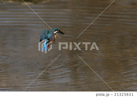 カワセミのホバリング 21325631