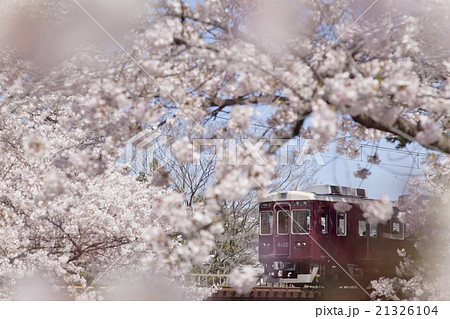 夙川公園 満開の桜と阪急電車 夙川公園 満開の桜と阪急電車 21326104