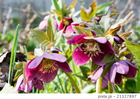 クリスマスローズ 21327897