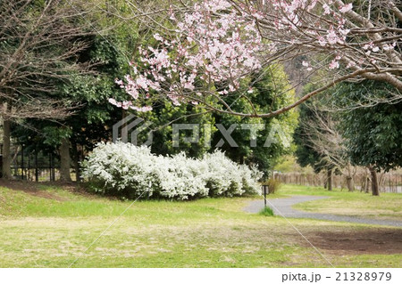 桜 桜 21328979