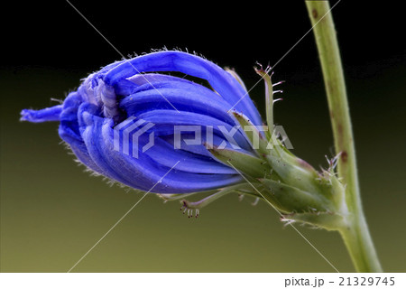 blue violet dianthus blue violet dianthus 21329745