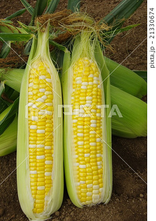 バイカラーコーン 21330674