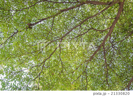Green leaves background Green leaves background 21330820