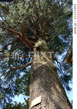 風に靡く樹齢100年 高さ30メートルのヒマラヤスギの大樹の写真素材