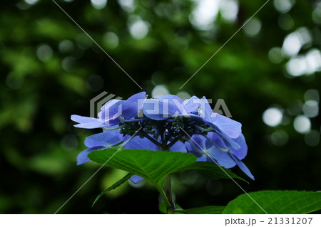紫陽花 紫陽花 21331207