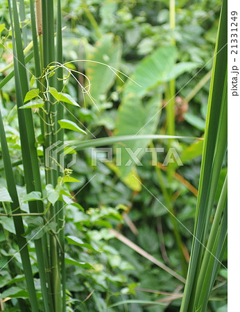 creeping plant on sedge in wet land plant zone  21331249