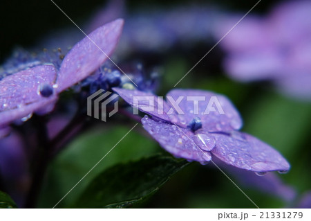 紫陽花 21331279