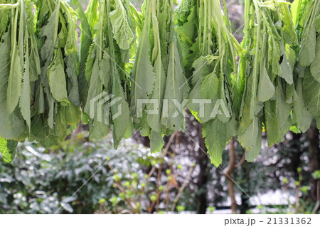高菜の天日干し 高菜の天日干し 21331362