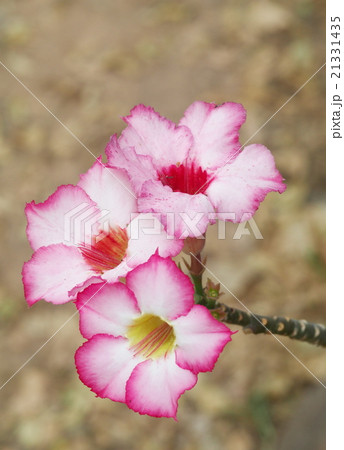 white pink plumeria flower outdoor on dried land white pink plumeria flower outdoor on dried land 21331435