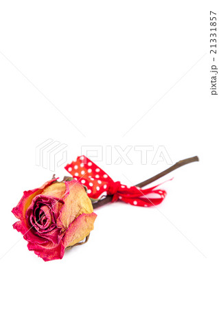 Dry red rose on white background. 21331857