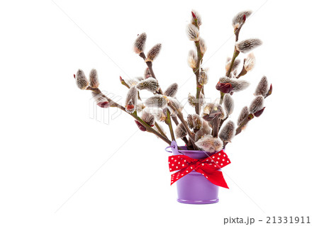 Branches of willow blossoming in a bucket 21331911