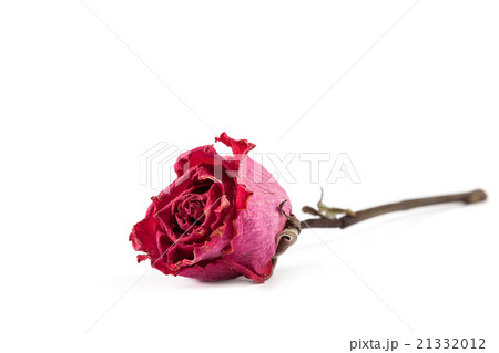 Dry red rose on white background. Dry red rose on white background. 21332012