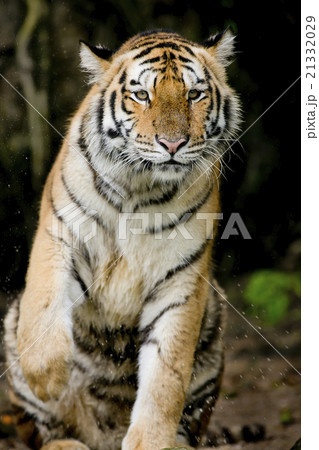 Portrait of tiger Portrait of tiger 21332029