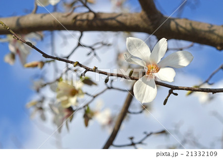 コブシ（辛夷） 21332109